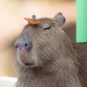 Tana dei Capibara