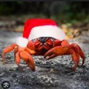 Crab studios