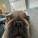 JakeTheDegen