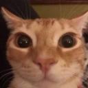 FuniCat's server Discord Server