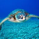 Turtle Bay