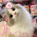 💕𝒦𝒾𝓉𝓉𝓎 𝓀𝒾𝓈𝓈𝑒𝓈💕