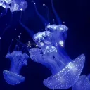 ⋆ 🪼ྀི ⋆ jellyfish