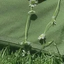 nixie’s garden