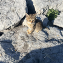 Zephyr's Zone (Cat's and AM) Discord server icon