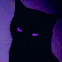 Kitten