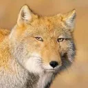 Underground Beasts/Андеграундные Твари