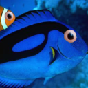 Tang Fish Discord server icon