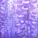 (ARCHIVED) taisho 𝓯𝓻𝓮𝓪𝓴𝓼... Discord Server Icon