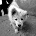 ‘ PHN : paws ⊹