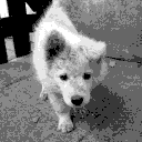 ‘ PHN : paws ⊹ Discord server icon