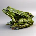 🐸🐸Frogerog🐸🐸
