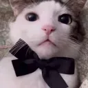(^> ·̮ <^)