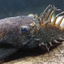 CritterCord