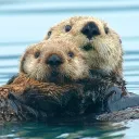 ✨The Otter Waters✨