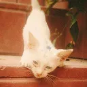 cat's corner