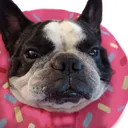 Donut Dog Games