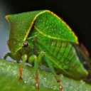 uwo entomology