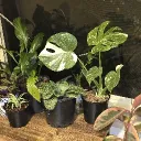 The Plant and Wildlife People