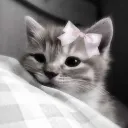 ♡ the cat lovers ♡