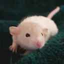 Rat Shop