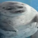 𝐓𝐡𝐞 𝐛𝐚𝐬𝐞𝐦𝐞𝐧𝐭 🦭