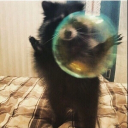 ☆ sillys ☆ Discord server icon