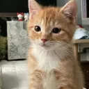 [VN] hvh
