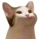 Kociaki Popcata