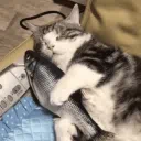 Бебра new