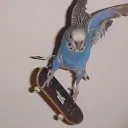 Owl's Server