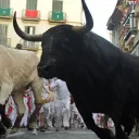 the BULLS