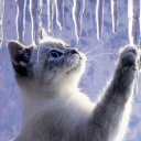 Cat Casino Discord server icon