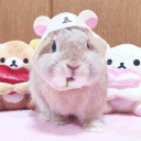 ꒰ AuroraAngels ꒰ ♡⸝⸝ Anime . Games . Social's icon