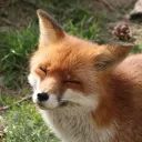 THE FOX DEN .ᐟ