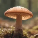 Shrooms