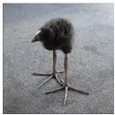 the bird