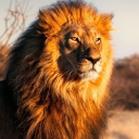 RP Server [1 BILLION LIONS EVENT] Discord server icon