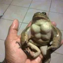 Fazz's Frog Fanclub