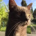 Meowdding Mods