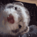 Wild Weasels Discord server icon