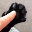 /paws