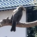理論家Aimerの会