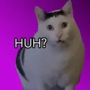 Huh Cat
