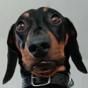 SuurNurmoo