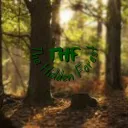 The Hidden Forest