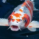 𝙺𝚘𝚒 𝙿𝚘𝚗𝚍 ₊˚⊹ [25+]'s icon