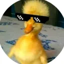 Ducky Gang