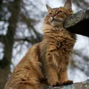 AWESOME WARRIOR CATS !!!!! Discord Server Icon