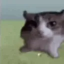 Meow